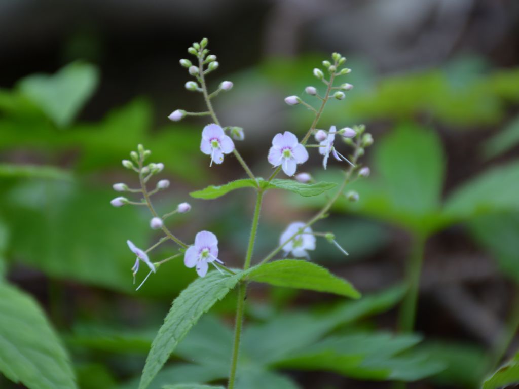 Veronica urticifolia